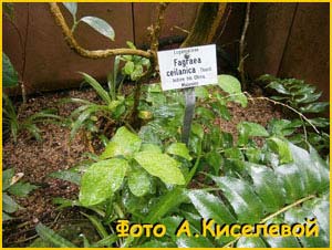   ( Fagraea ceilanica / chinensis / khasiana / obovata / sasakii )