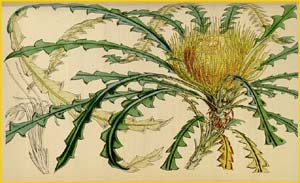   ( Dryandra nobilis ) Curtis's Botanical Magazine