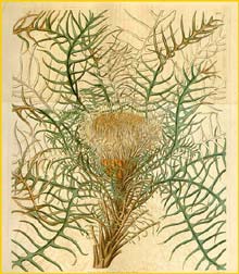   ( Dryandra pteridifolia ) Curtis's Botanical Magazine