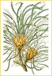   ( Dryandra tenuifolia ) Curtis's Botanical Magazine