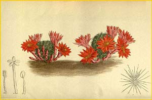   ( Rebutia minuscula / Echinocactus minusculus ) Curtis's Botanical Magazine, 1914