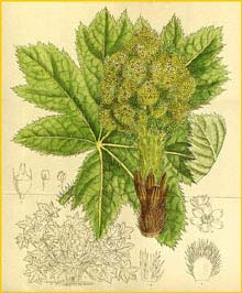   ( Oplopanax / Echinopanax horridus ) Curtis's Botanical Magazine, 1914