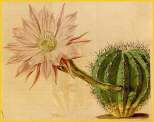   ( Echinopsis eyriesii ) Curtis's Botanical Magazine, 1839