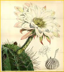   ( Echinopsis carmineiflora / obrepanda ) Curtis's Botanical Magazine, 1852