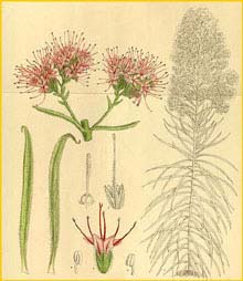   ( Echium perezii ) Curtis's Botanical Magazine, 1915