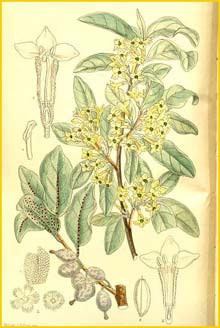  ( Elaeagnus argentea / commutata ) Curtis's Botanical Magazine, 1911
