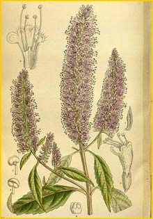   ( Elsholtzia stauntonii ) Curtis's Botanical Magazine, 1912