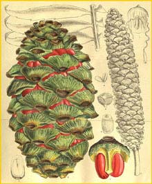   ( Encephalartos barteri ) Curtis's Botanical Magazine, 1909