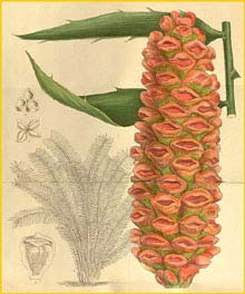   ( Encephalartos hildebrandtii ) Curtis's Botanical Magazine, 1915