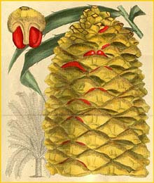   ( Encephalartos hildebrandtii ) Curtis's Botanical Magazine, 1915