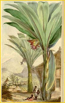   ( Ensete ventricosum / Musa arnoldiana / ensete ) Curtis's Botanical Magazine