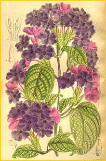   ( ranthemum wattii ) Curtis's Botanical Magazine, 1909 