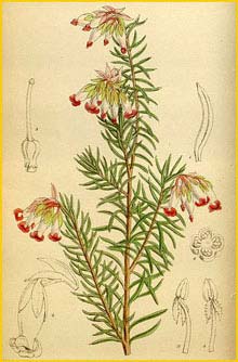   ( Erica nobilis / eugenea / haroldiana ) Curtis's Botanical Magazine, 1920