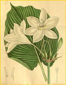  ( Eucharis grandiflora / amazonica / lowii ) Curtis's Botanical Magazine, 1916