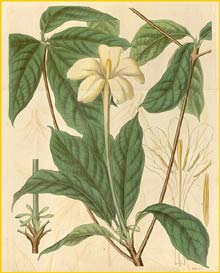   ( Euclinia longiflora ) Curtis's Botanical Magazine