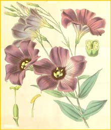   /   ( Eustoma grandiflorum / russelianum / exaltatum ) Curtis's Botanical Magazine, 1838
