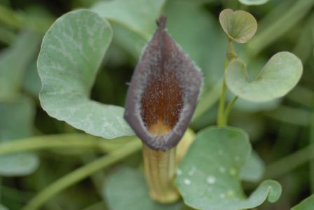   ( Aristolochia chinensis )