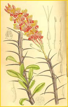  ( Fouquieria splendens ) Curtis's Botanical Magazine, 1910
