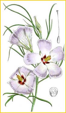 /   ( Alyogyne / Fugosia hakeaefolia ) Curtis's Botanical Magazine