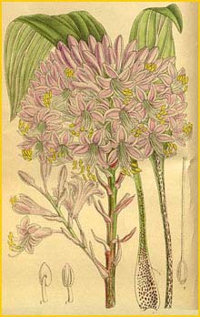   ( Hosta / Funkia lancifolia ) Curtis's Botanical Magazine, 1916