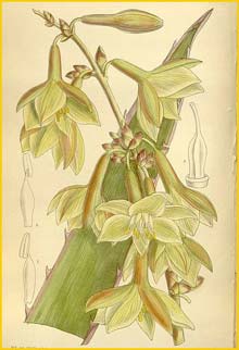   /  ( Furcraea stricta / elegans ) Curtis's Botanical Magazine, 1912