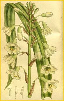   ( Galtonia princeps / Hyacinthus princeps ) Curtis's Botanical Magazine, 1914
