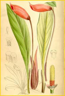   ( Schismatoglottis / Piptospatha elongata / Gamogyne pulchra ) Curtis's Botanical Magazine, 1910