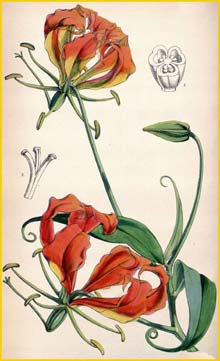   ( Gloriosa superba ) Curtis's Botanical Magazine