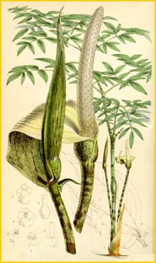   ( Gonatopus boivinii ) Curtis's Botanical Magazine