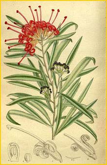   ( Grevillea oleoides ) Curtis's Botanical Magazine, 1917