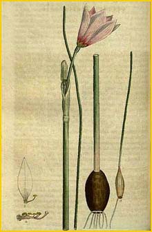   ( Habranthus gracilifolius ) Curtis's Botanical Magazine