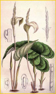   ( Hapaline brownii ) Curtis's Botanical Magazine