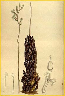   ( Haworthia chalwini ) Curtis's Botanical Magazine, 1919