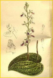   ( Galearis subrotunda / Hemipilia calophylla ) Curtis's Botanical Magazine, 1897