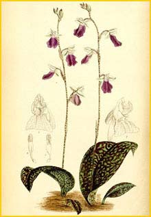   ( Galearis subrotunda / Hemipilia calophylla ) Curtis's Botanical Magazine, 1887