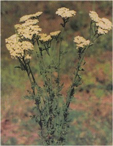    ( Achillea nobilis ssp. neilreichii ) Flore de lIran