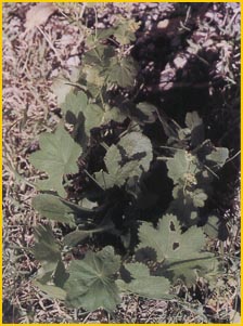   ( Alchemillla erythropoda ) Flore de lIran