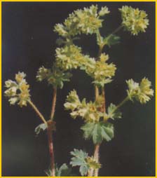  - ( Alchemillla pseudo-cartalinica ) Flore de lIran