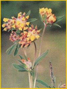   ( Anthyllis boissieri ) Flore de lIran