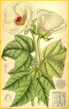   ( Hibiscus indicus ) Curtis's Botanical Magazine
