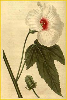   ( Hibiscus militaris / laevis ) Curtis's Botanical Magazine, 1822