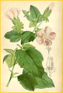   /  ( Hibiscus longipes / lavateroides ) Curtis's Botanical Magazine