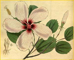   ( Hibiscus liliiflorus ) Curtis's Botanical Magazine