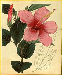   ( Hibiscus liliiflorus ) Curtis's Botanical Magazine
