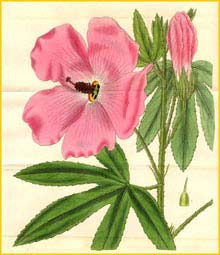   ( Hibiscus splendens ) Curtis's Botanical Magazine