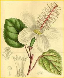   / '  ( Hibiscus waimeae ) Curtis's Botanical Magazine, 1914