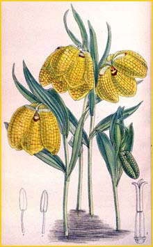  ( Fritillaria aurea ) Curtis's Botanical Magazine 1894