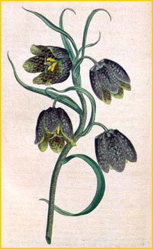   ( Fritillaria caucasica ) Curtis's Botanical Magazine
