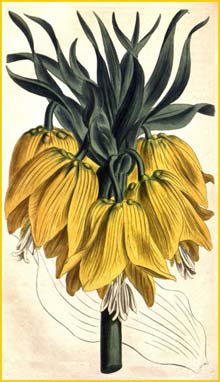   ( Fritillaria imperialis ) Curtis's Botanical Magazine