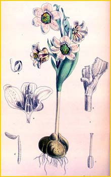    ( Fritillaria karelinii ) Curtis's Botanical Magazine
